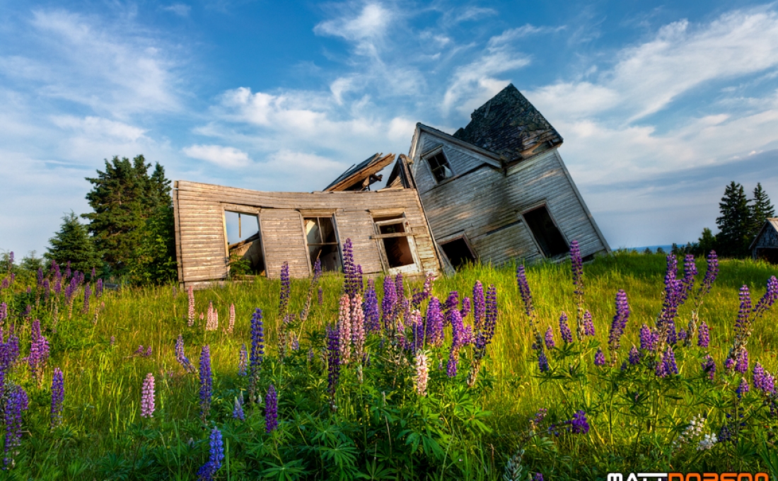 A dilapidated house in a field of lupins on PEI.  | How to decide between rebuilding, redesigning or refreshing your nonprofit’s website